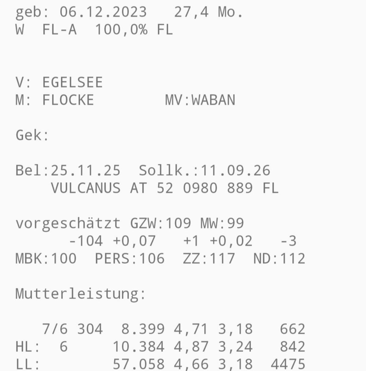 Trächtige Fleckviehzuchtkalbinnen 2