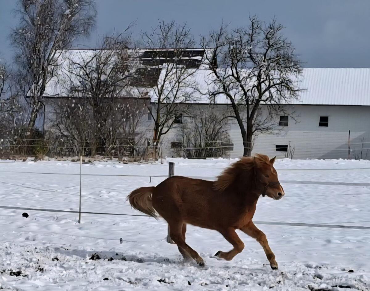 Isi- Wallach mit Splash, Islandpferde,  Isländer 2