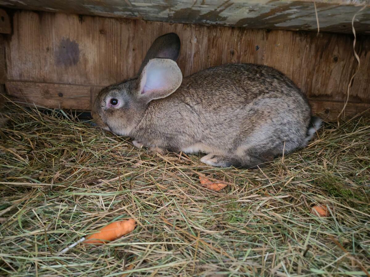 Kaninchen Fleischhasen 2