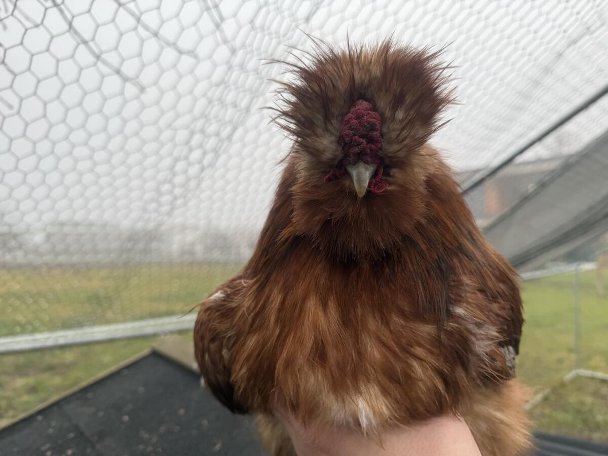 US Silkies, Seidenhühner 2