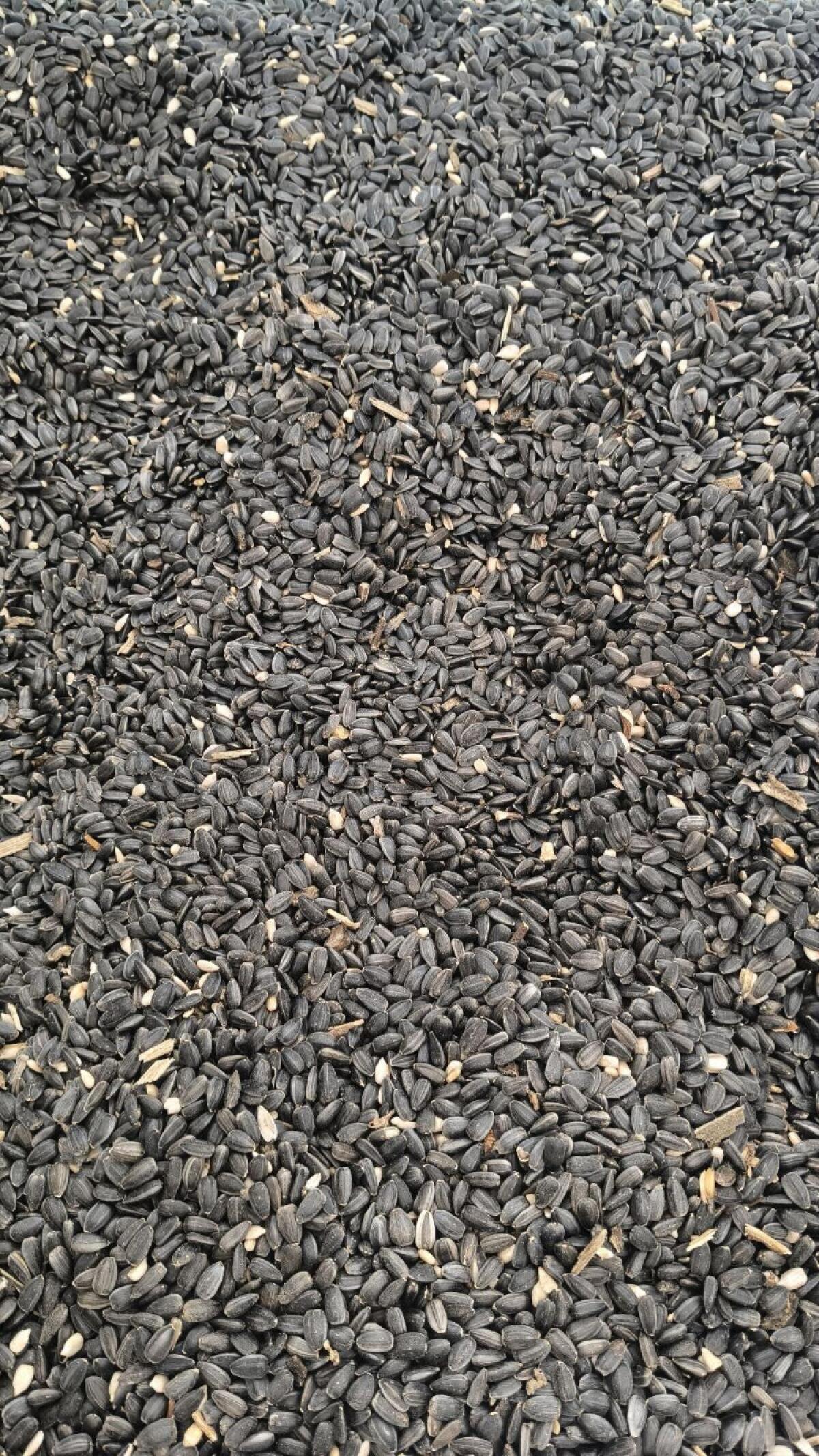 High Oleic Sonnenblumen 2