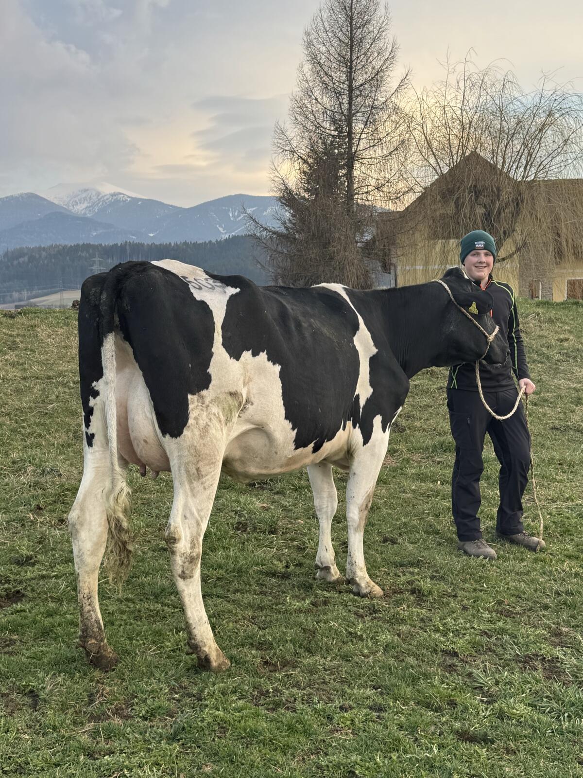 HF Jungkuh mit Schaupotential 2