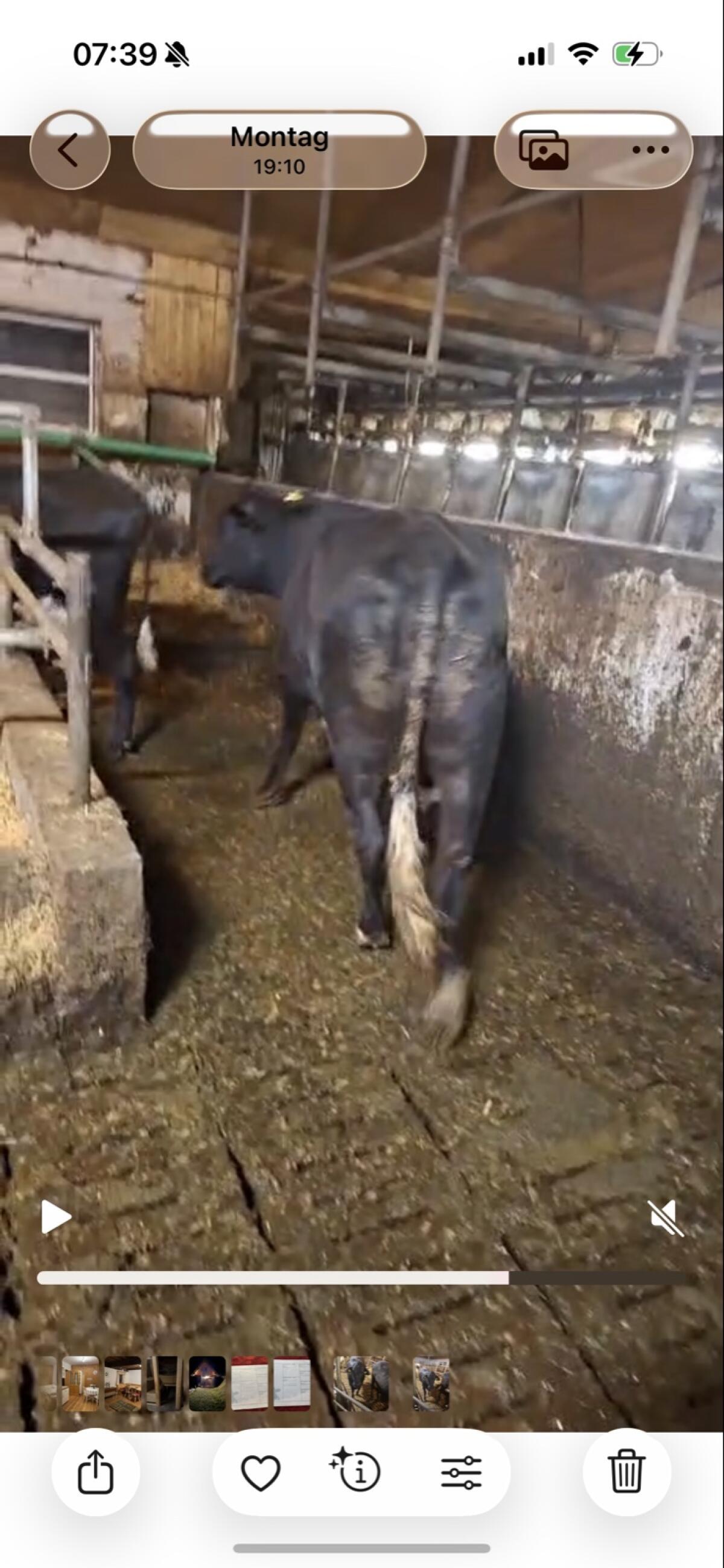 Brahman x HF Kreuzung 2