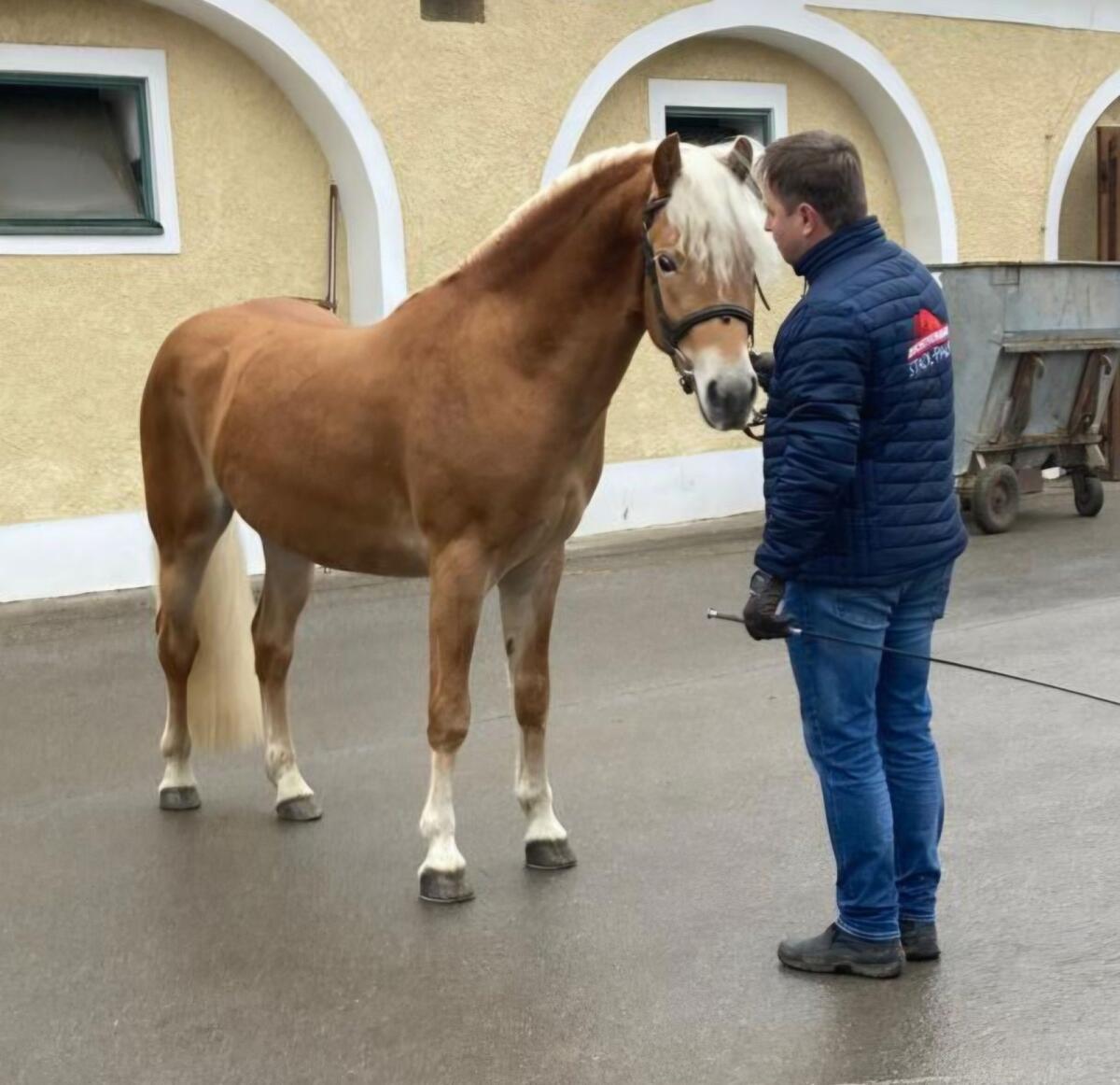 Haflinger Hengst 2