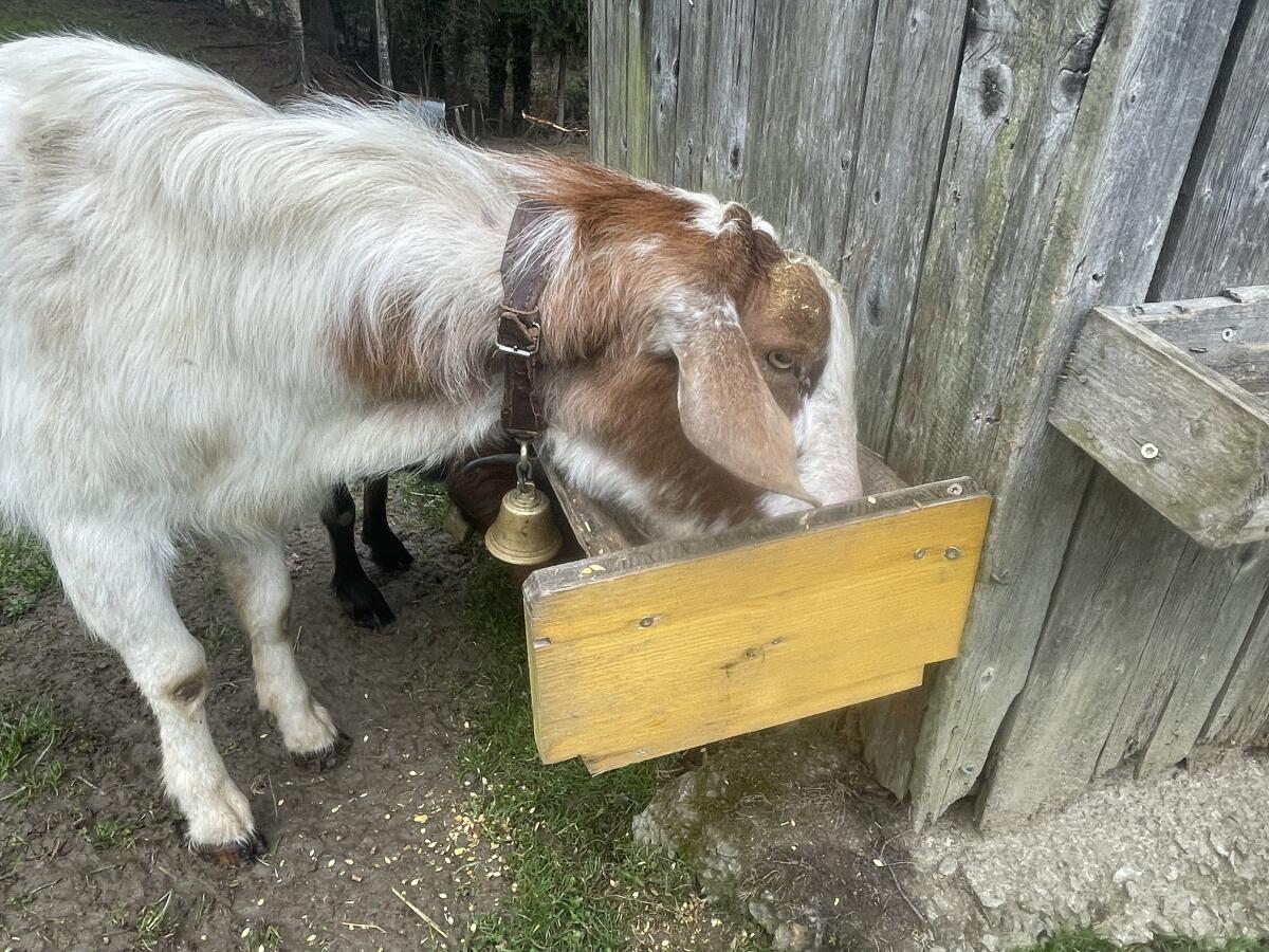 Burenziegenbock Anton 2