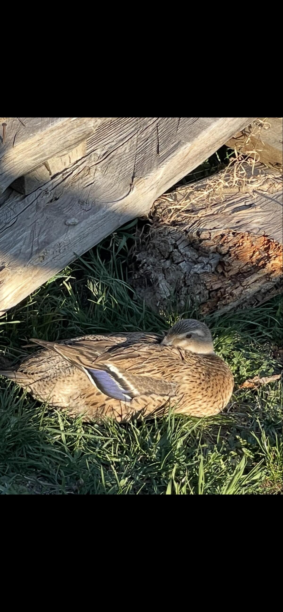 Laufenten Bruteier 2