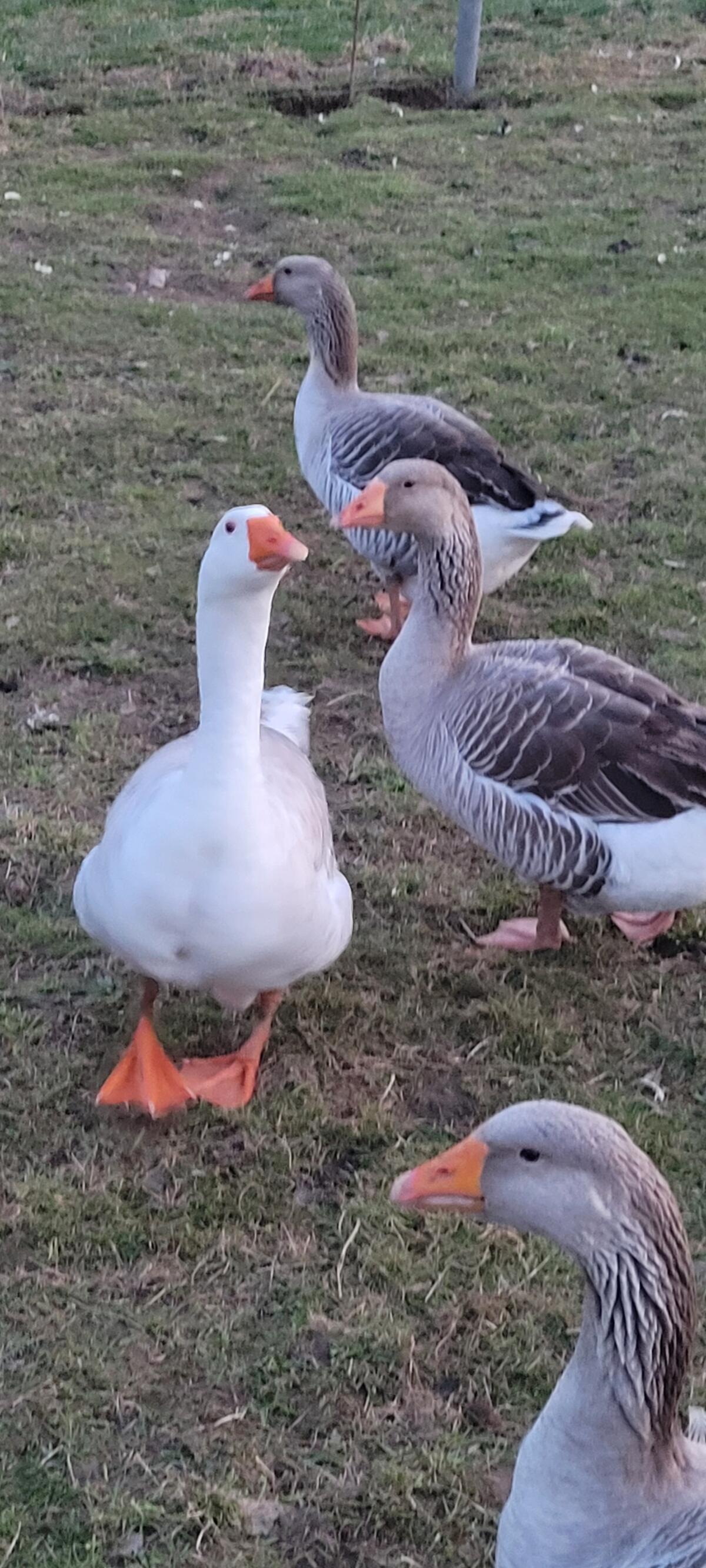 Gänsebruteier abzugeben! 2