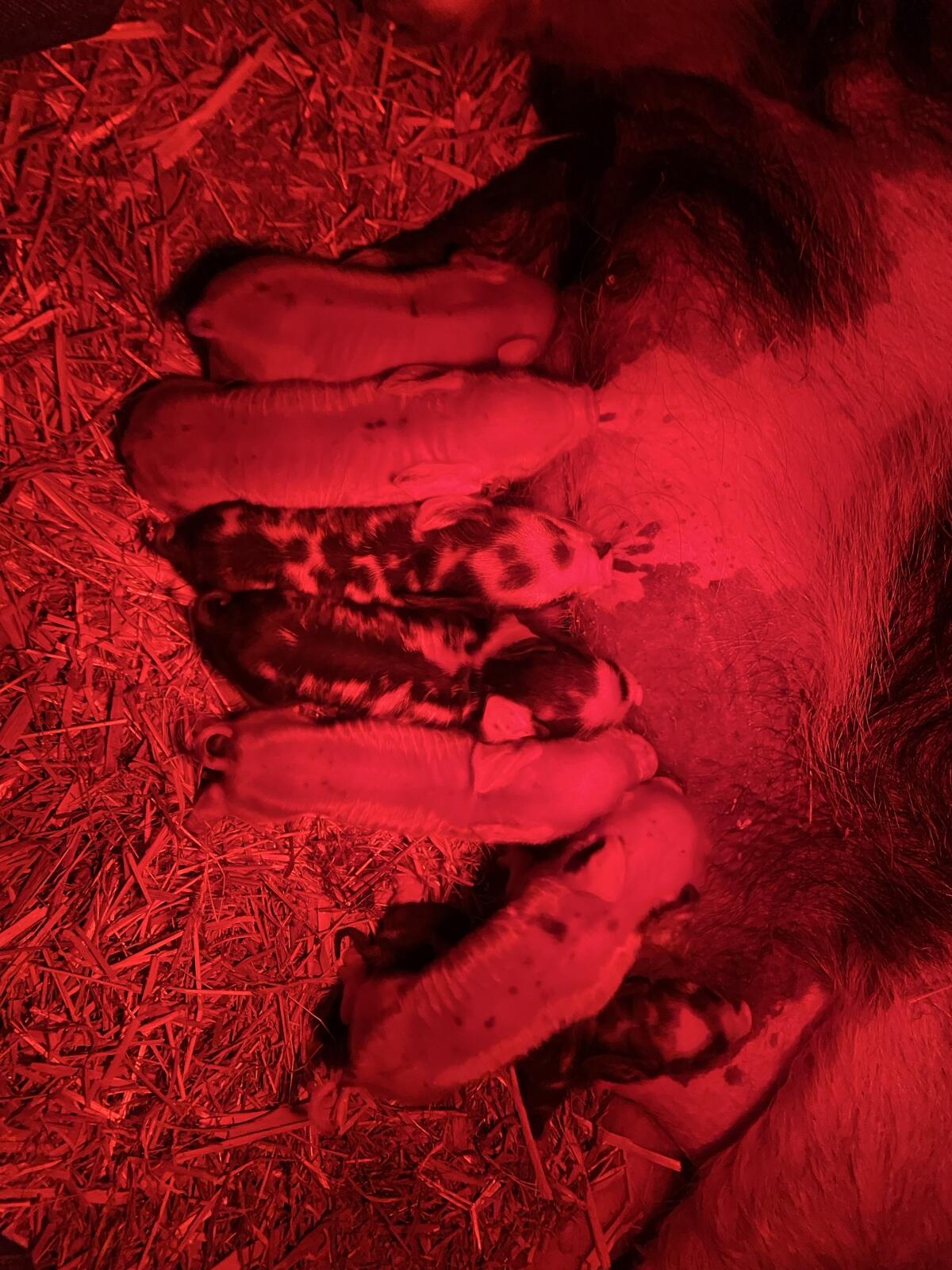 Kune kune Ferkel 3