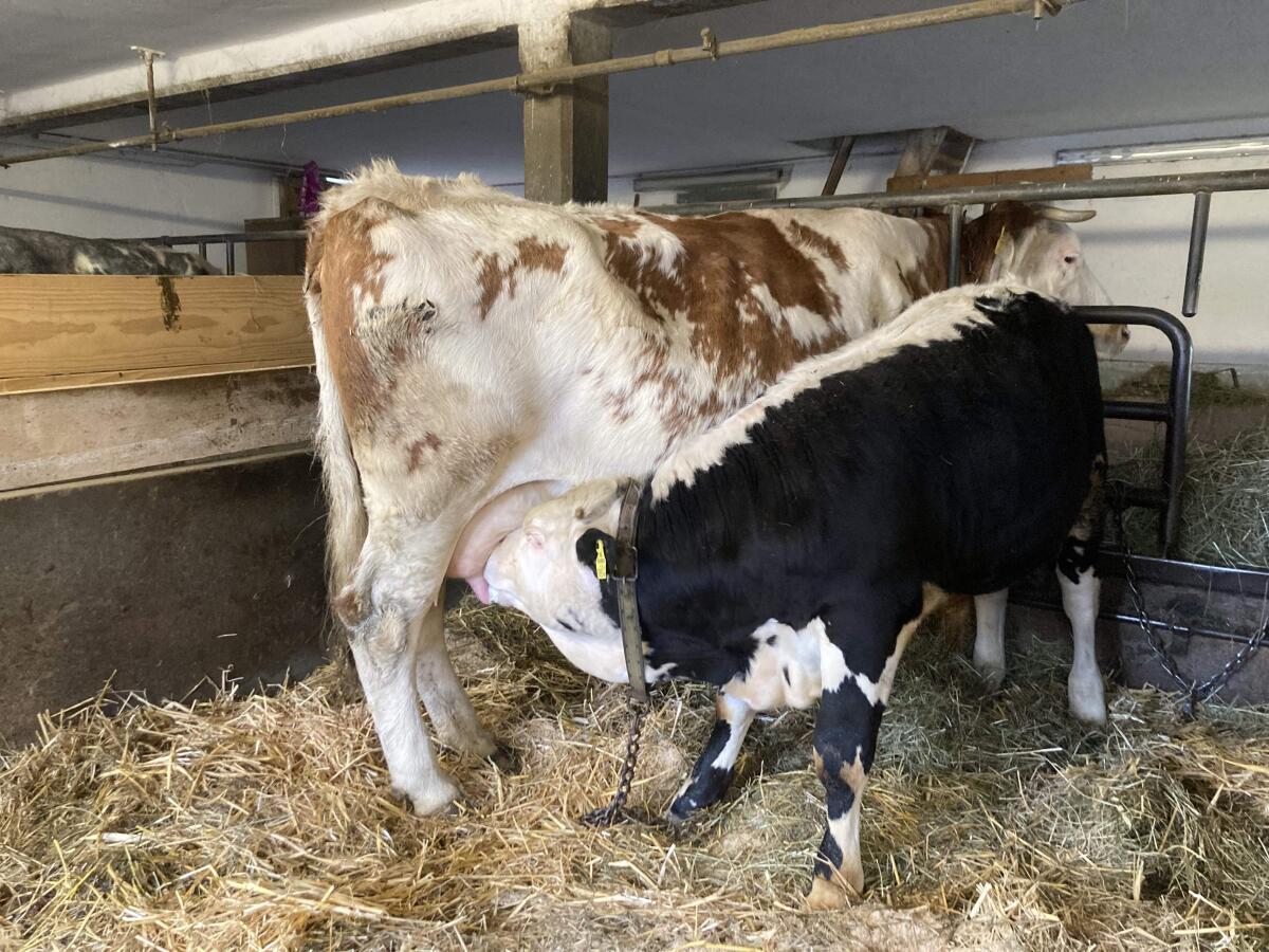 Mutterkuh mit Stierkalb 2