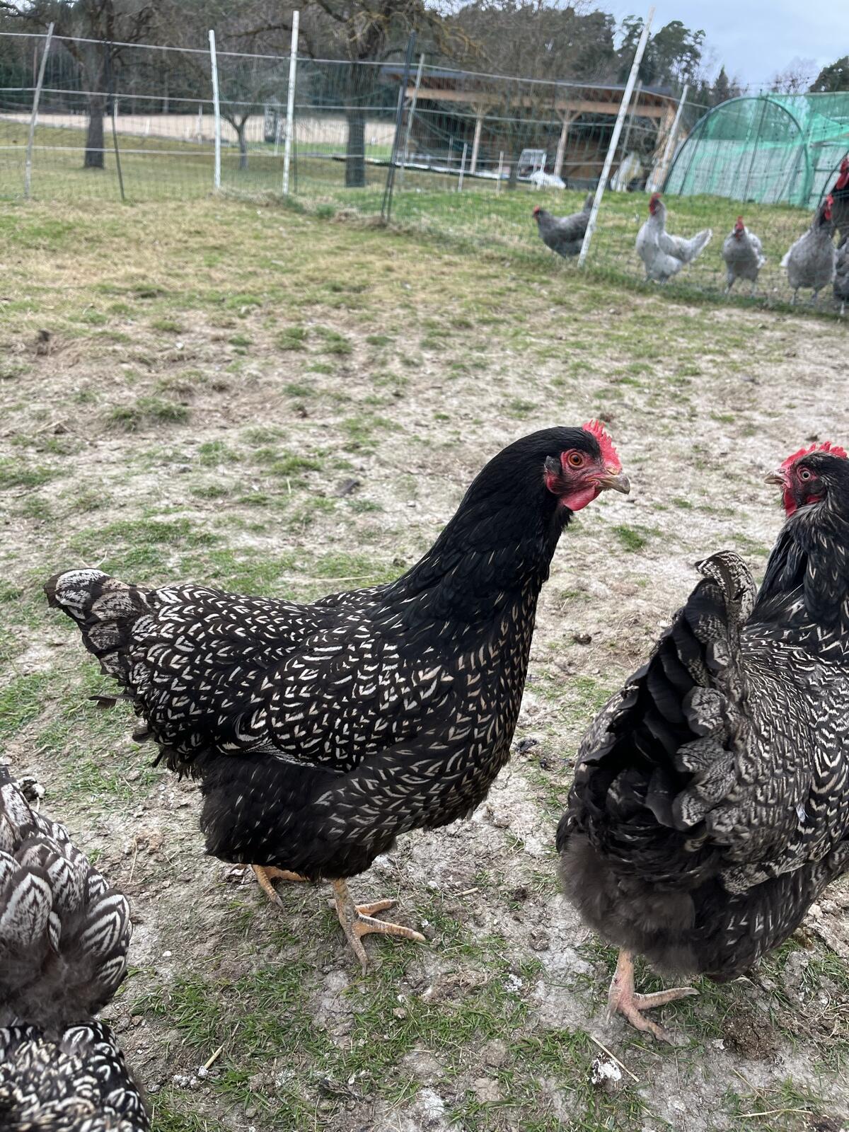 Barnevelder 2