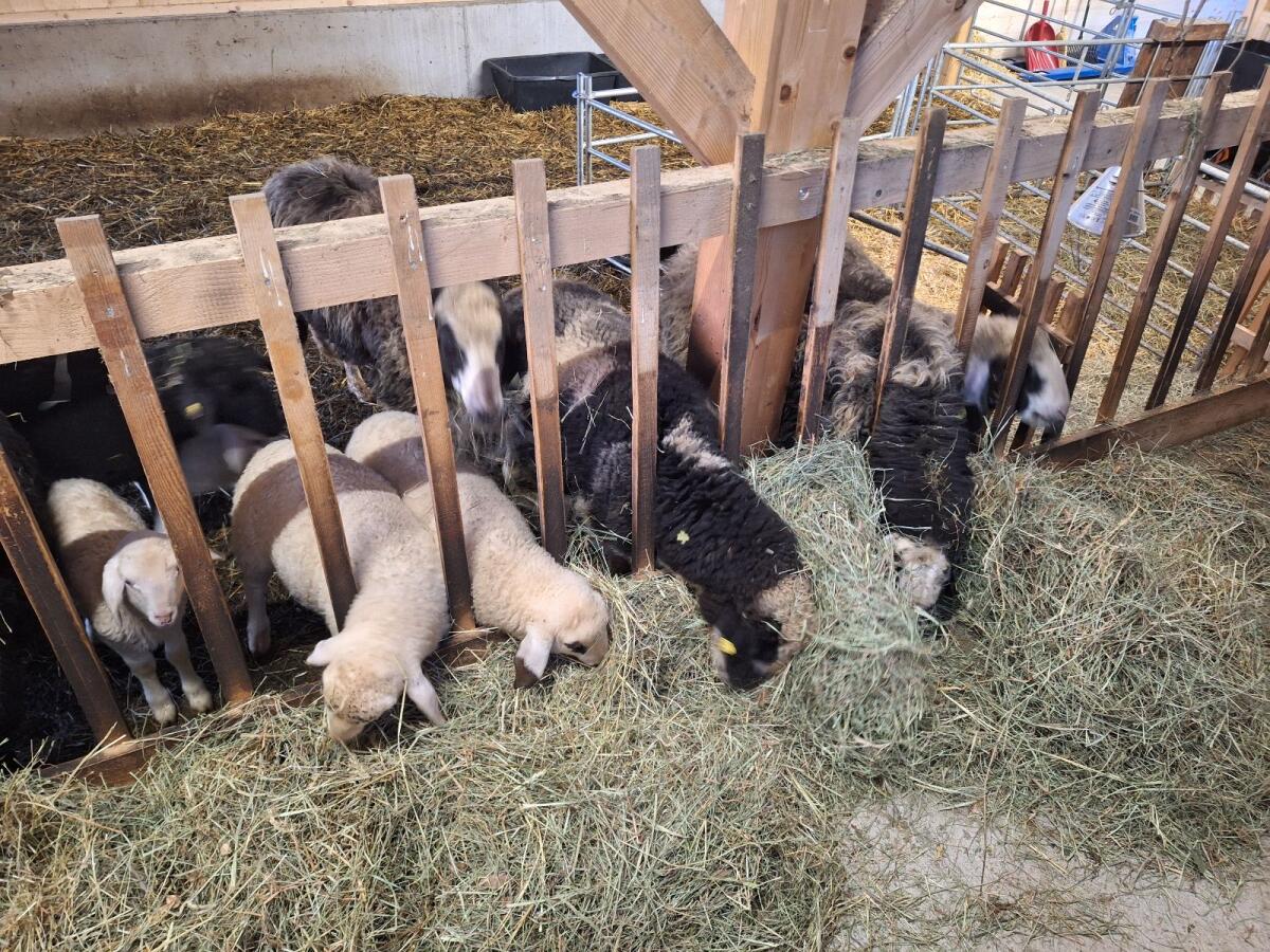 Schafherde zu verkaufen 2