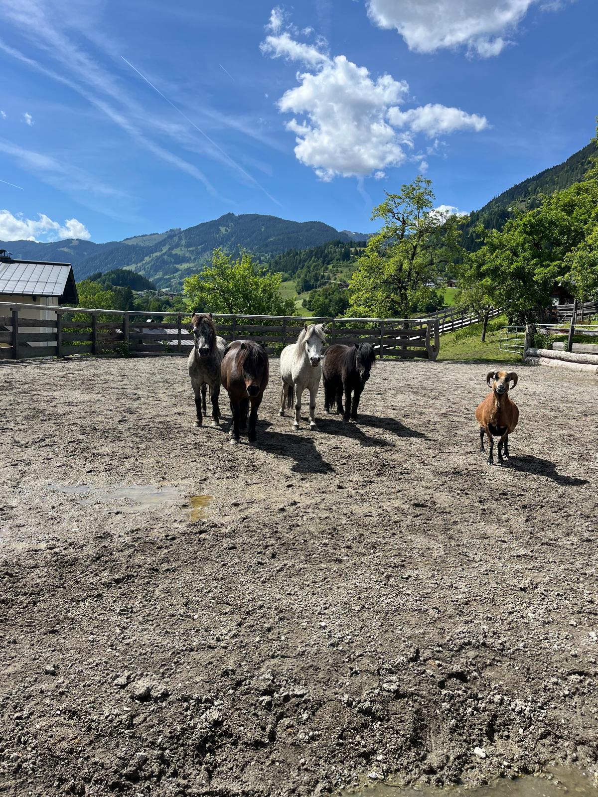 brave Ponys suchen Bestplatz 2