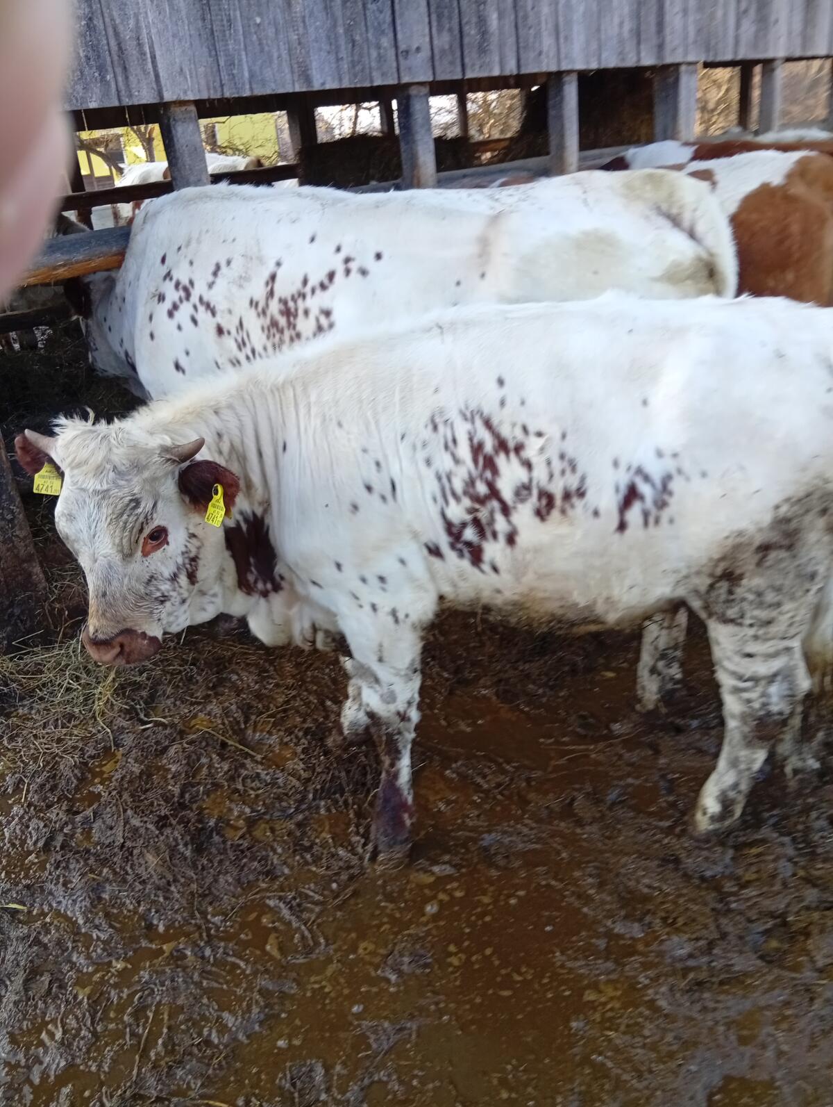 Pustertaler Kalbin Bio 3