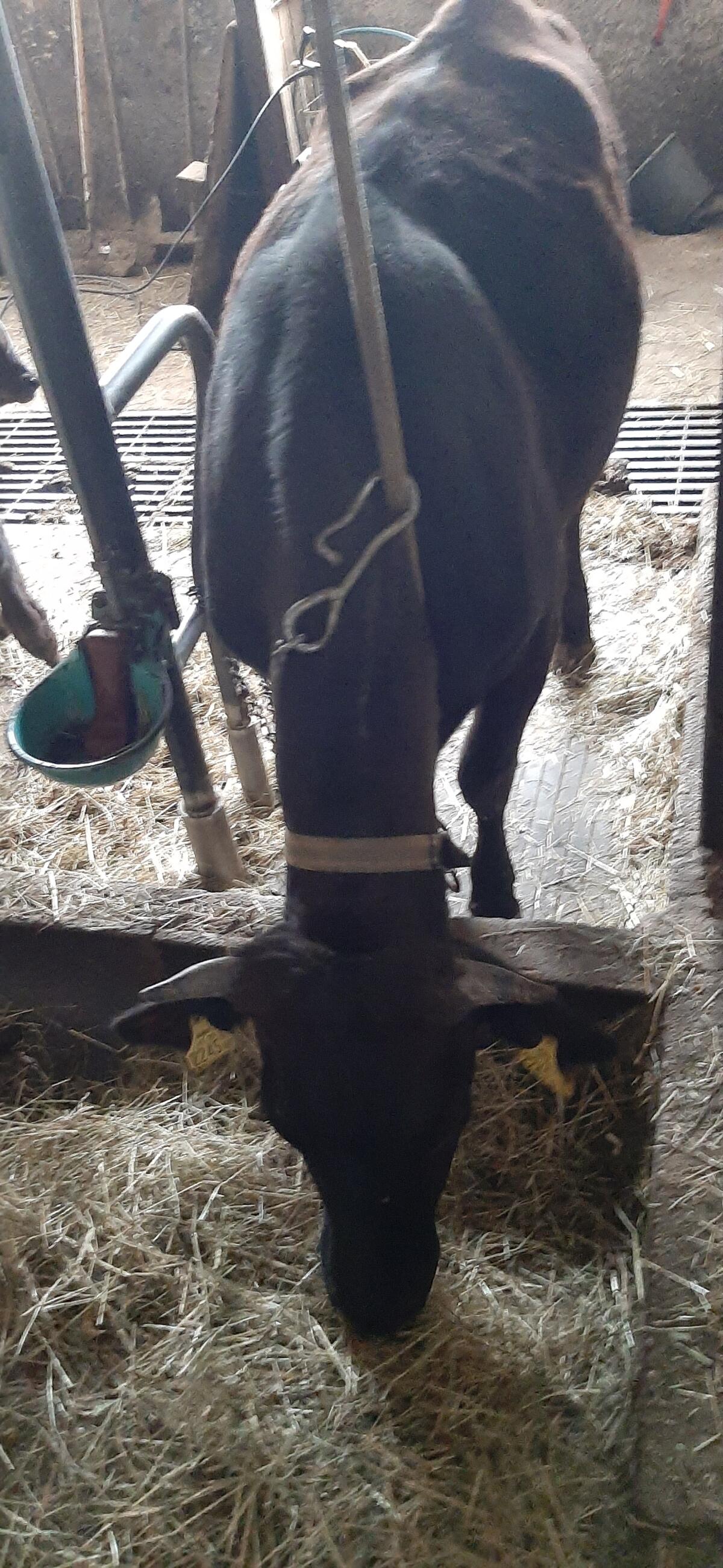 100% Wagyu mit Kalb 2