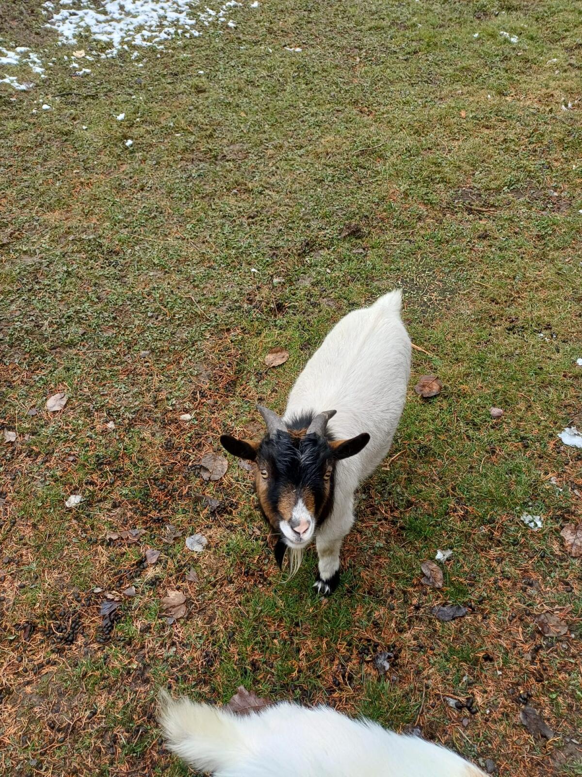 Kastrierter Zwergziegenbock 2