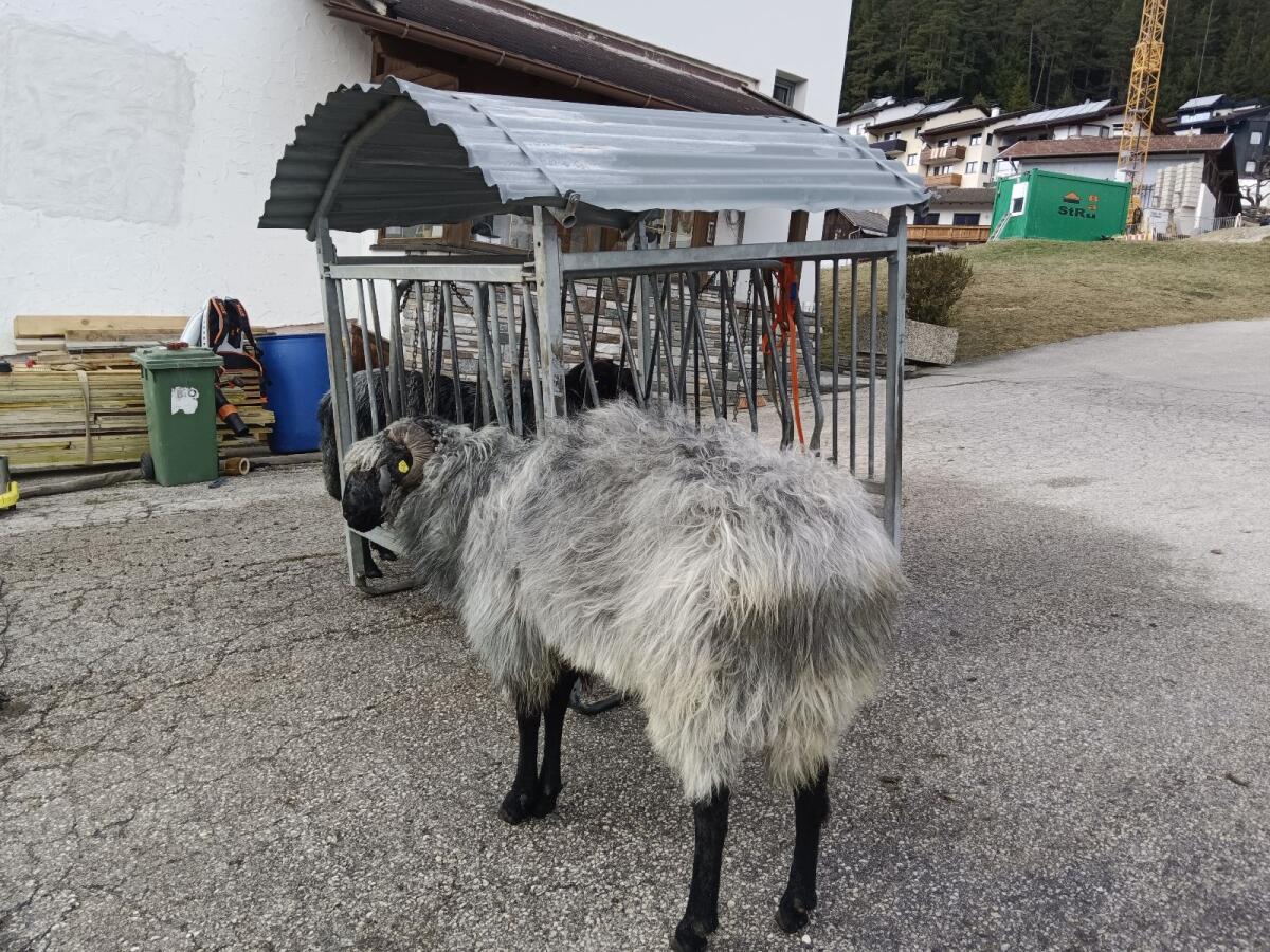 HB Steinschafewidder 2