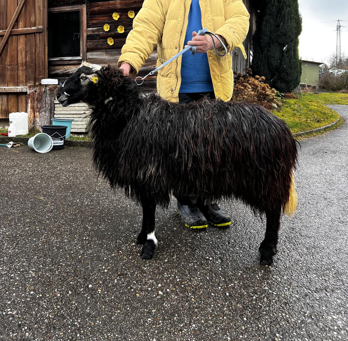 Krainer Steinschaf Widder Miran 3