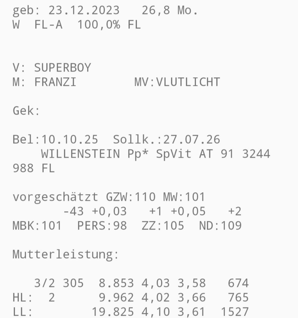 Trächtige Fleckviehzuchtkalbinnen 3