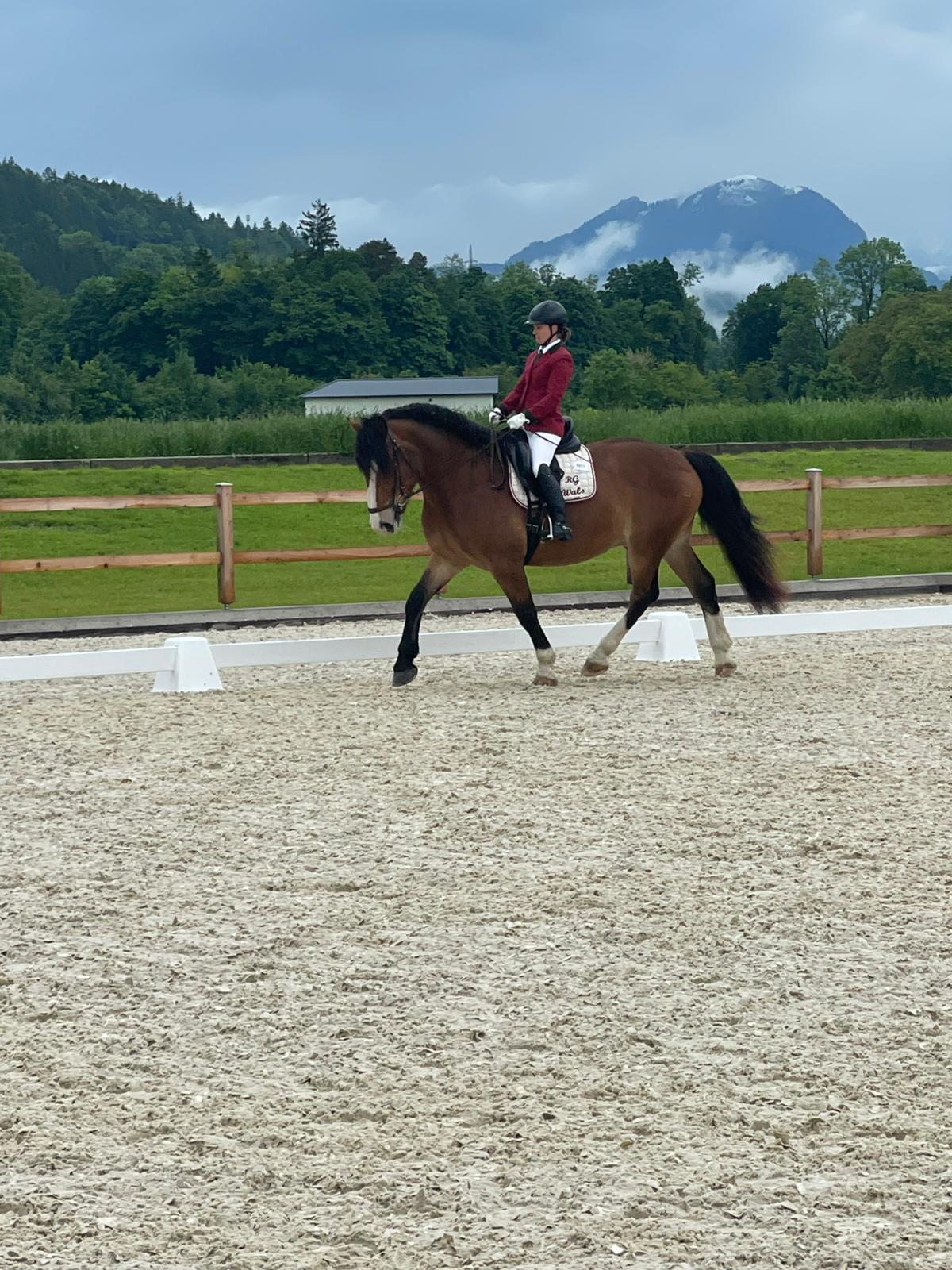 Norikerwallach, 6-jährig 2