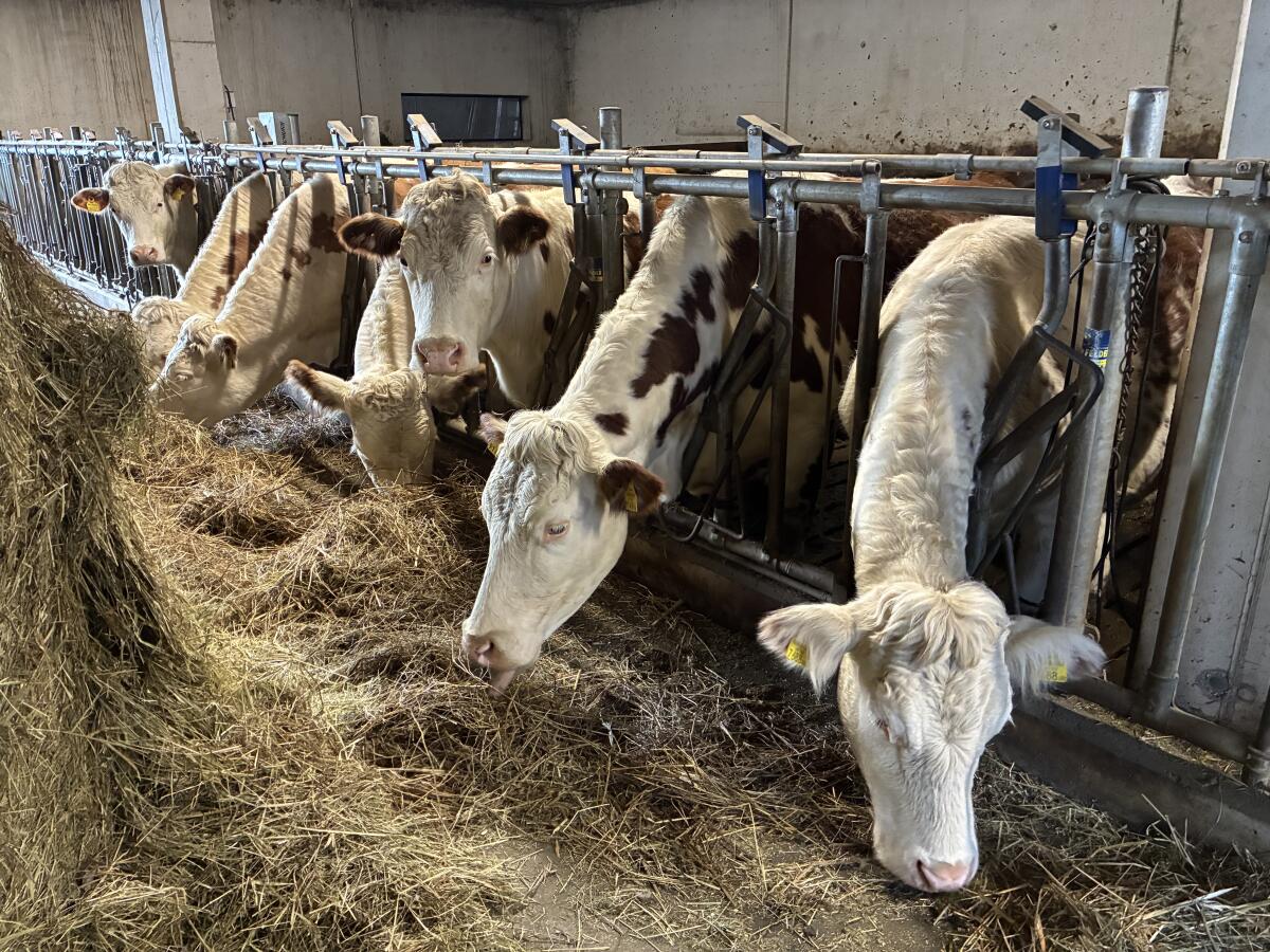 Ennstaler Bergschecken Zuchttiere 2