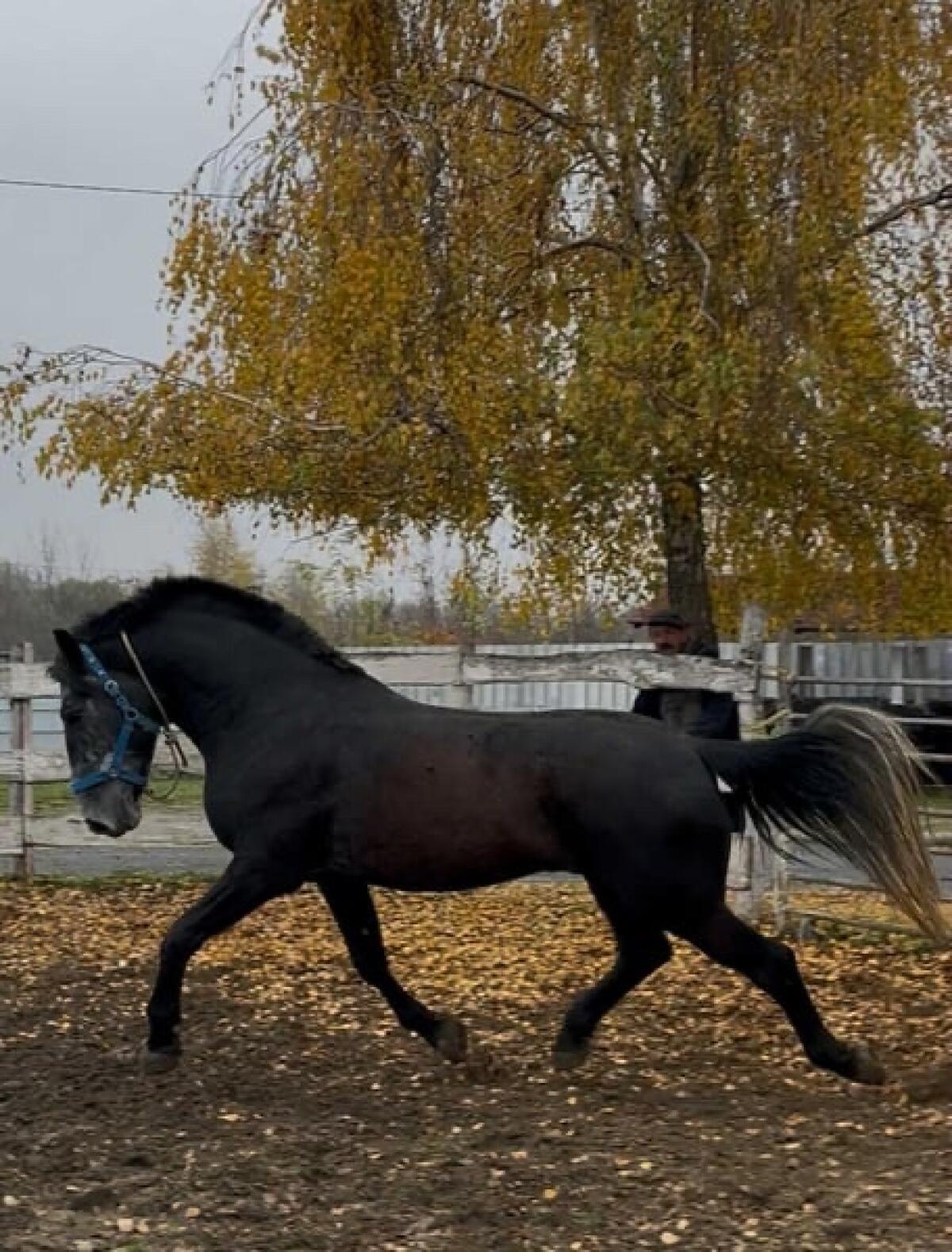 Sportlicher 5-jähriger Warmblutwallach 2