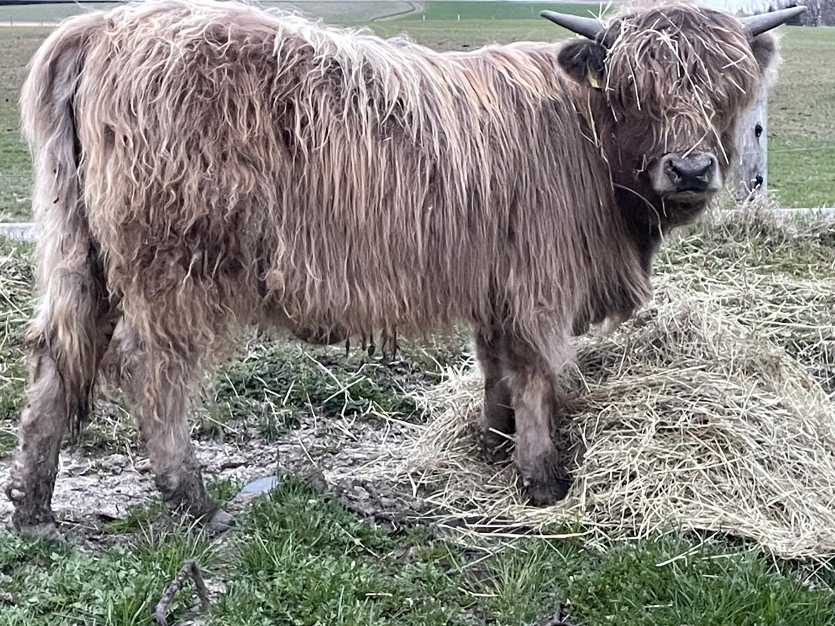 Hochlandrinder Kalbinnen 3