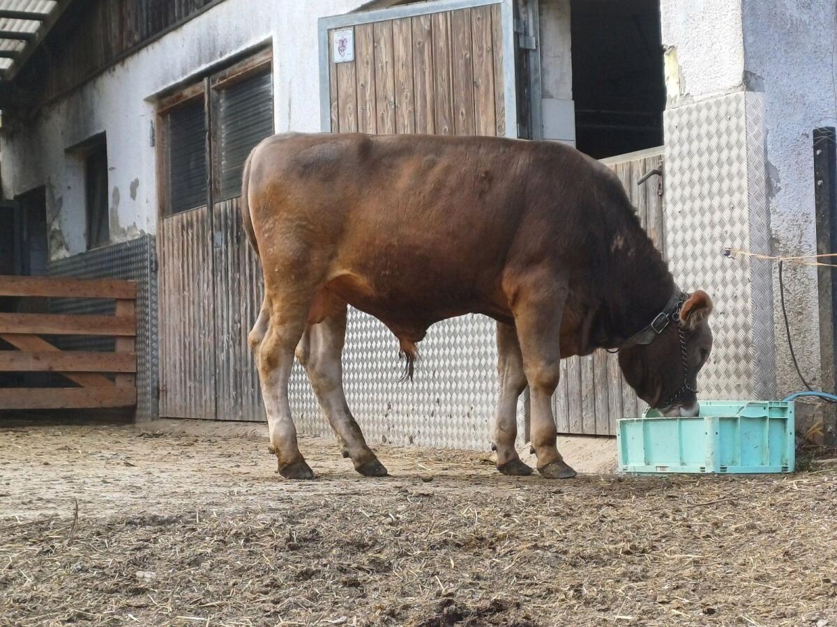 Original Braunviehstier 2