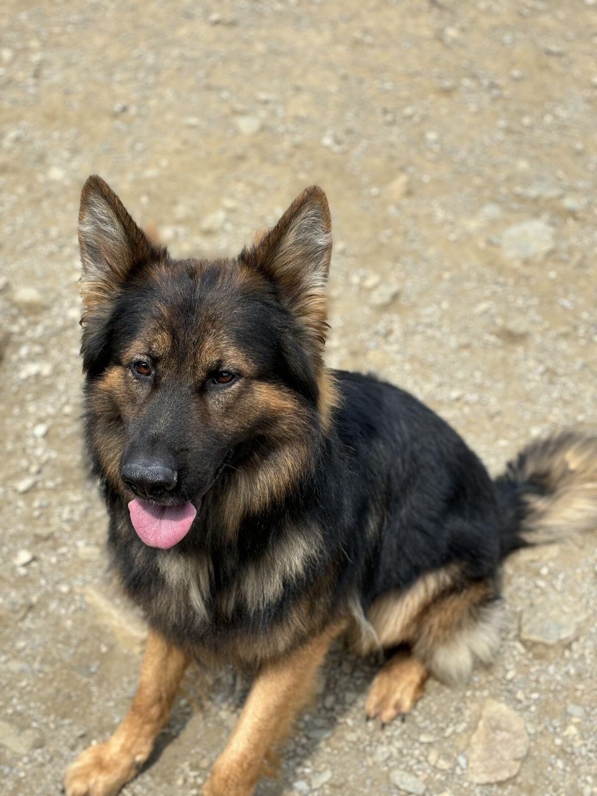 altdeutscher Schäferhund (Deckrüde) 3