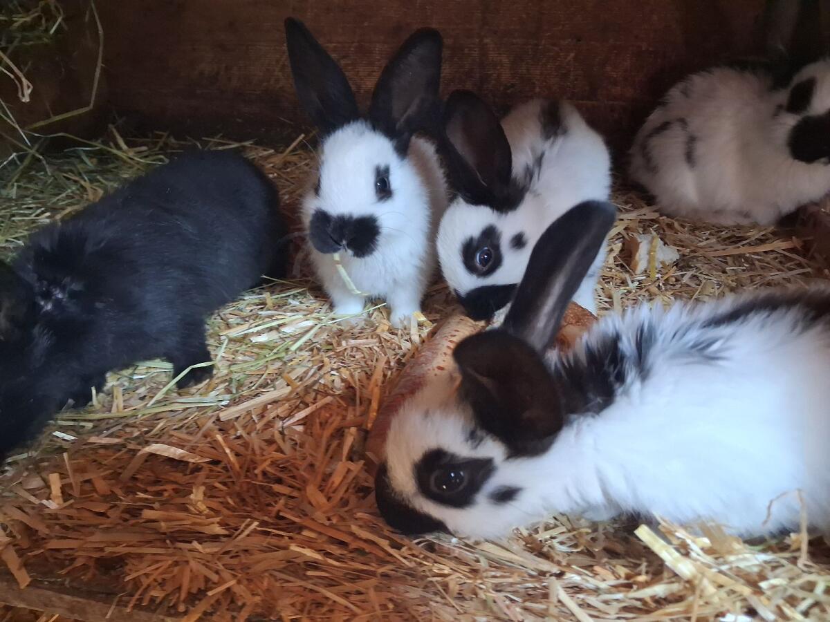 Deutsche Tschecken weiblich, männlich 3