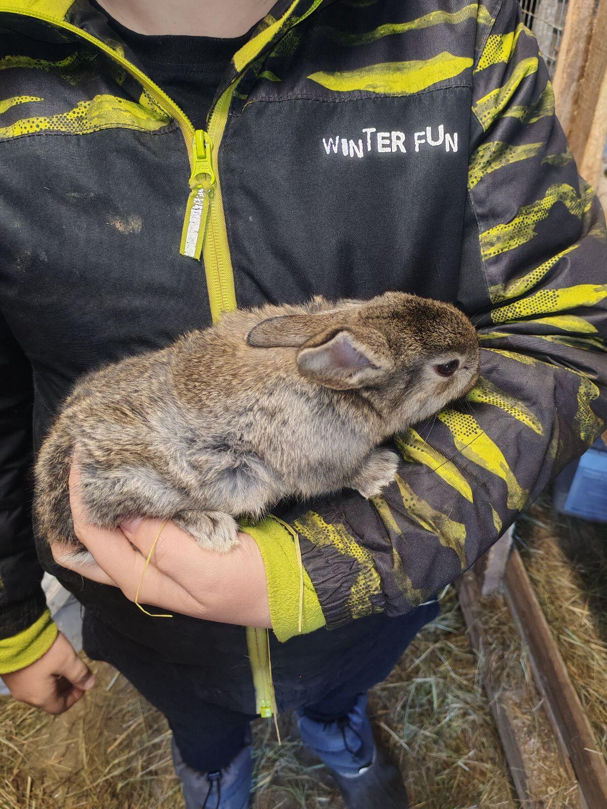 Helle Großsilber Mischlinge Fleischhasen 2