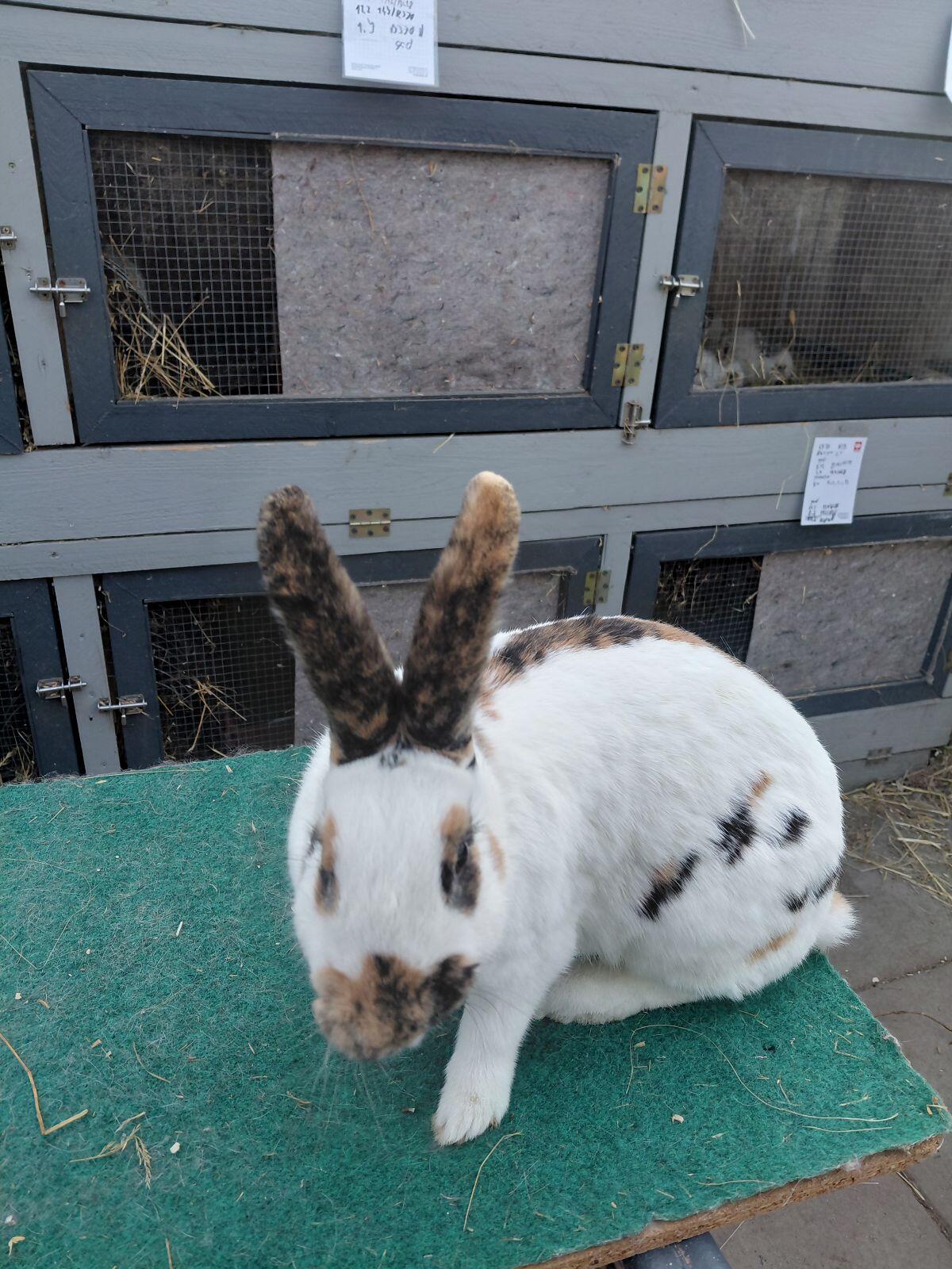 Rheinische Schecken-Häsin 2