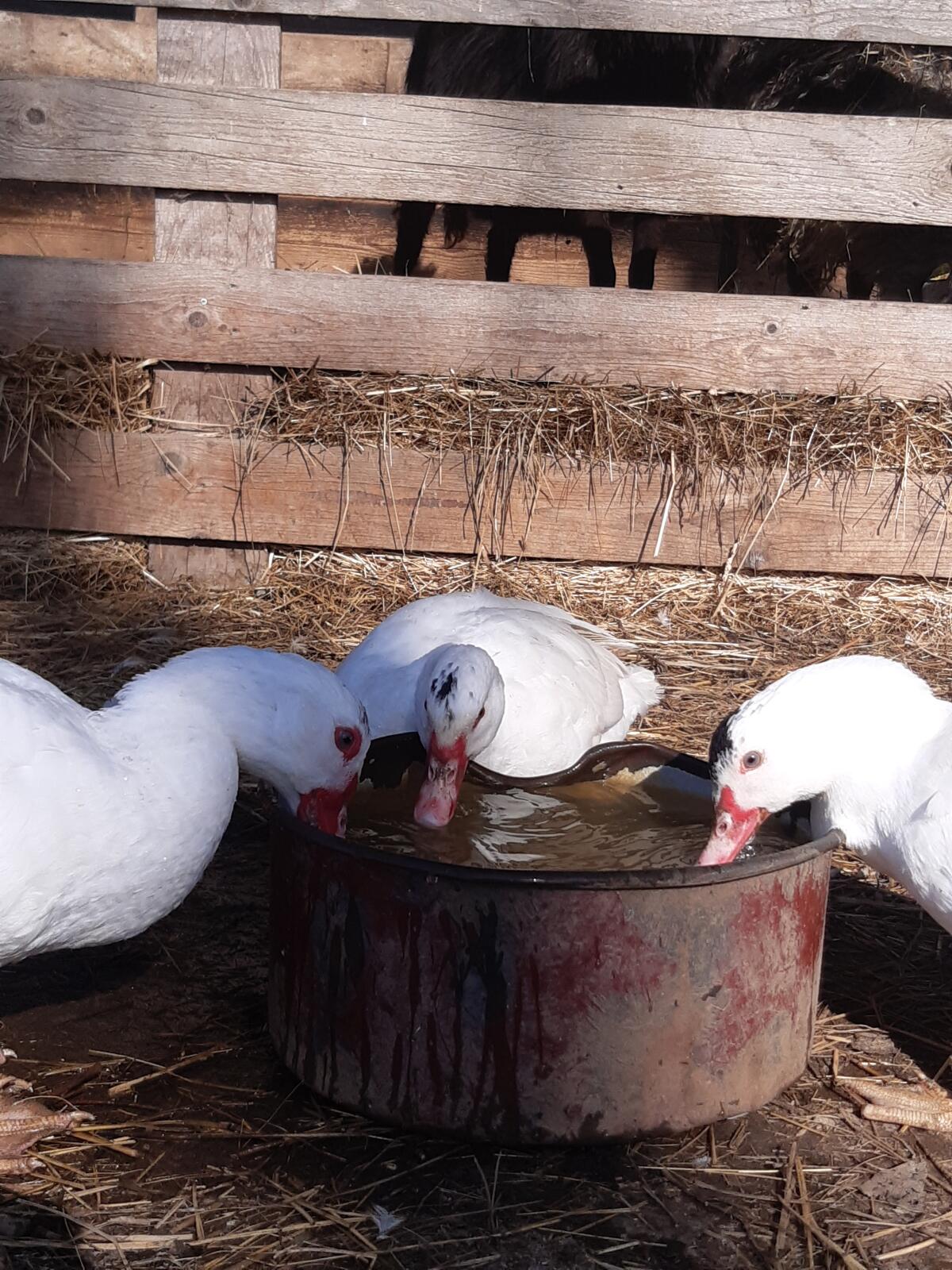 Junge Stummenten (BIO) 2