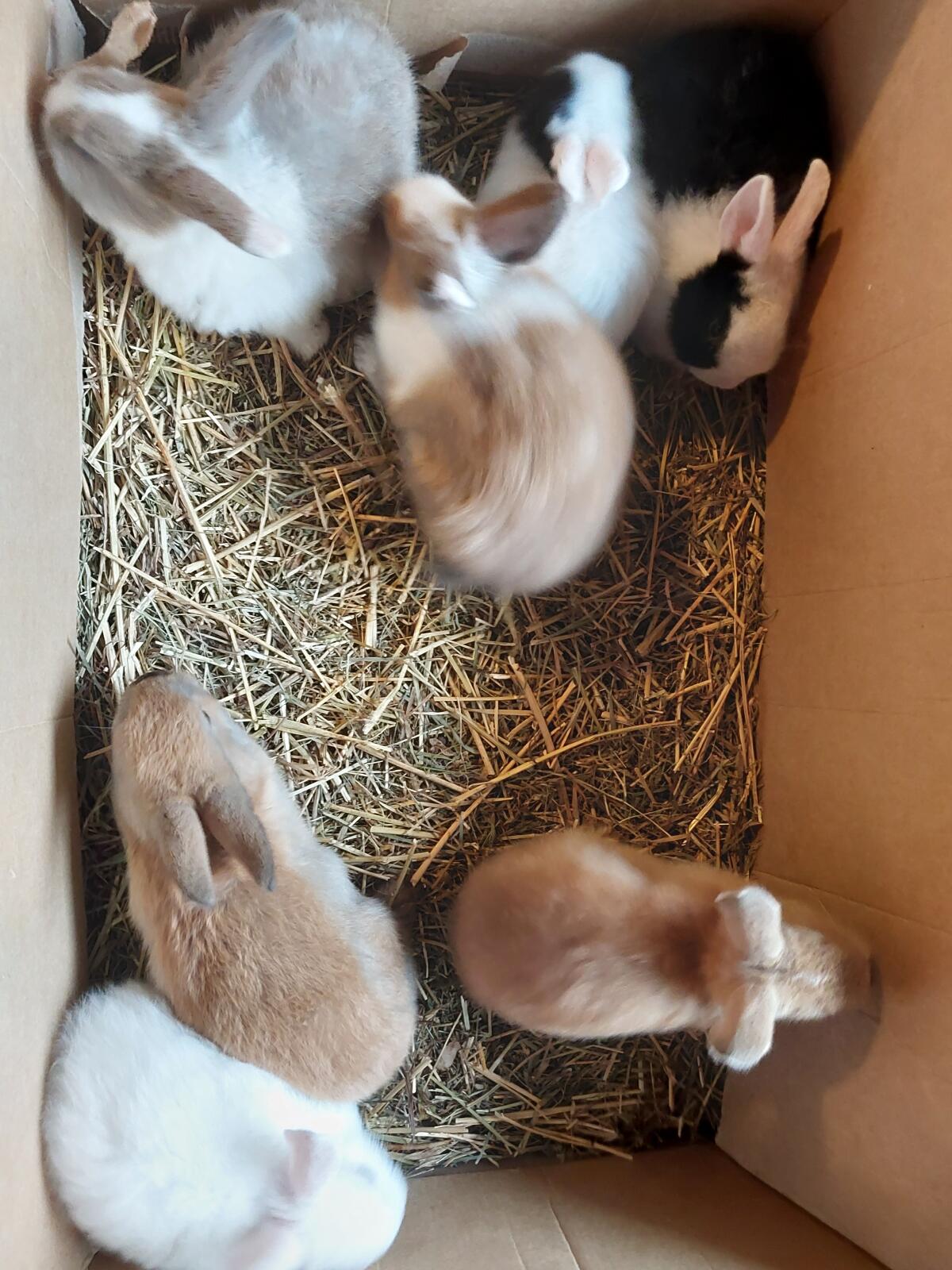 Kaninchen 8 Wochen alt 2