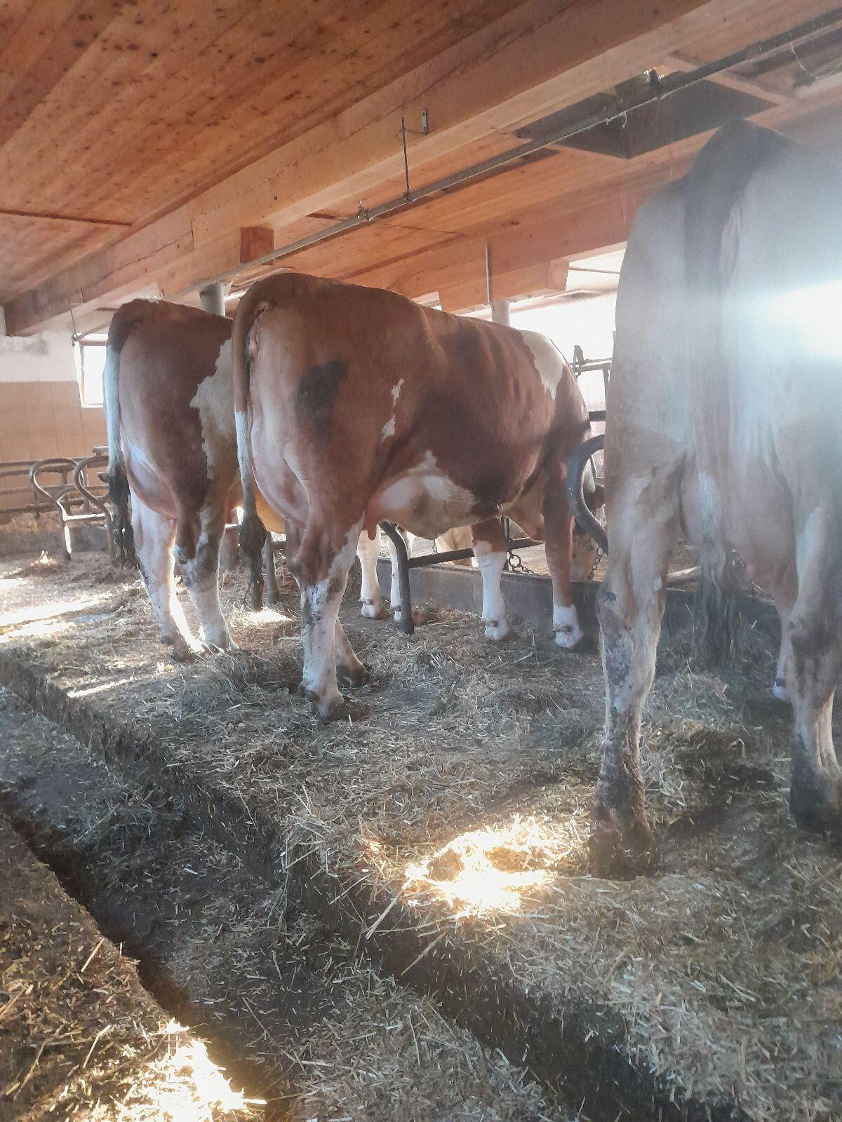 Bio-Kalbinen in Milch 3