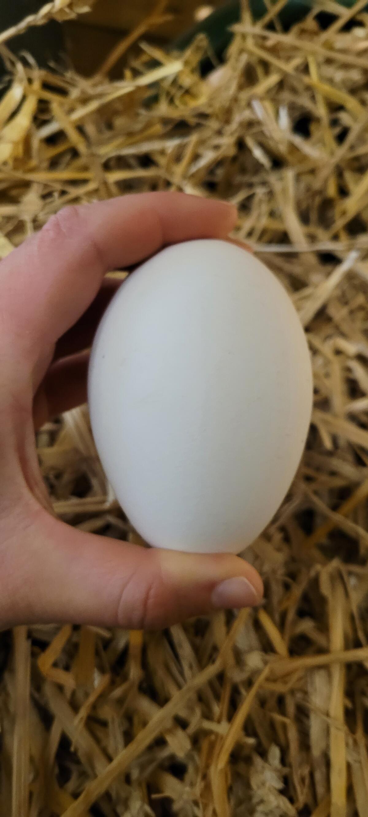 Gänsebruteier abzugeben! 3