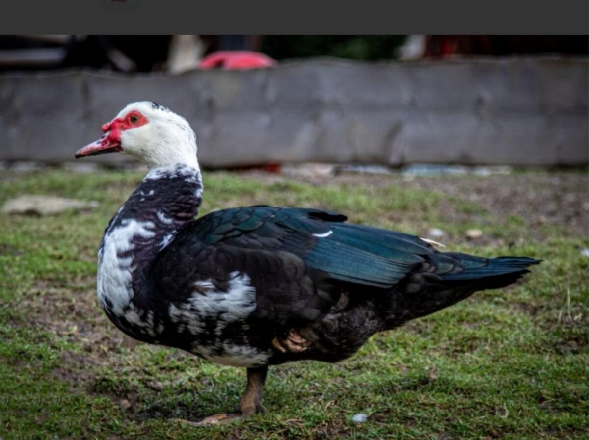 Bruteier von Warzenenten 3