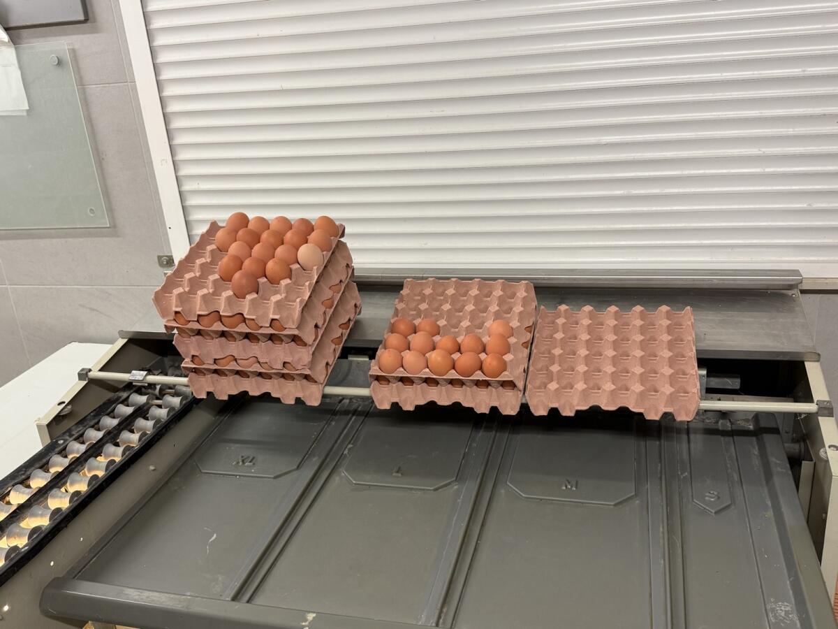 Moba 68 Eiersotiermaschine 3