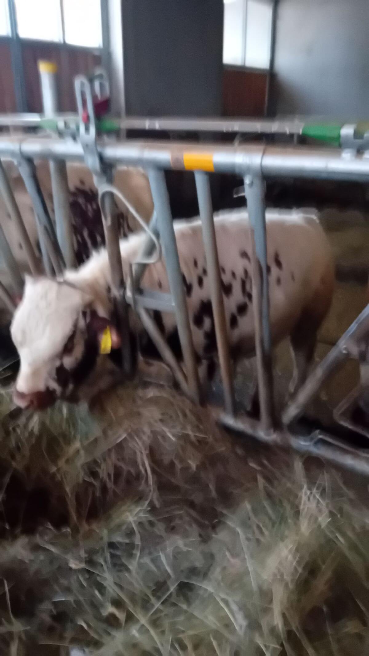 Pustertaler Sprinzen 3