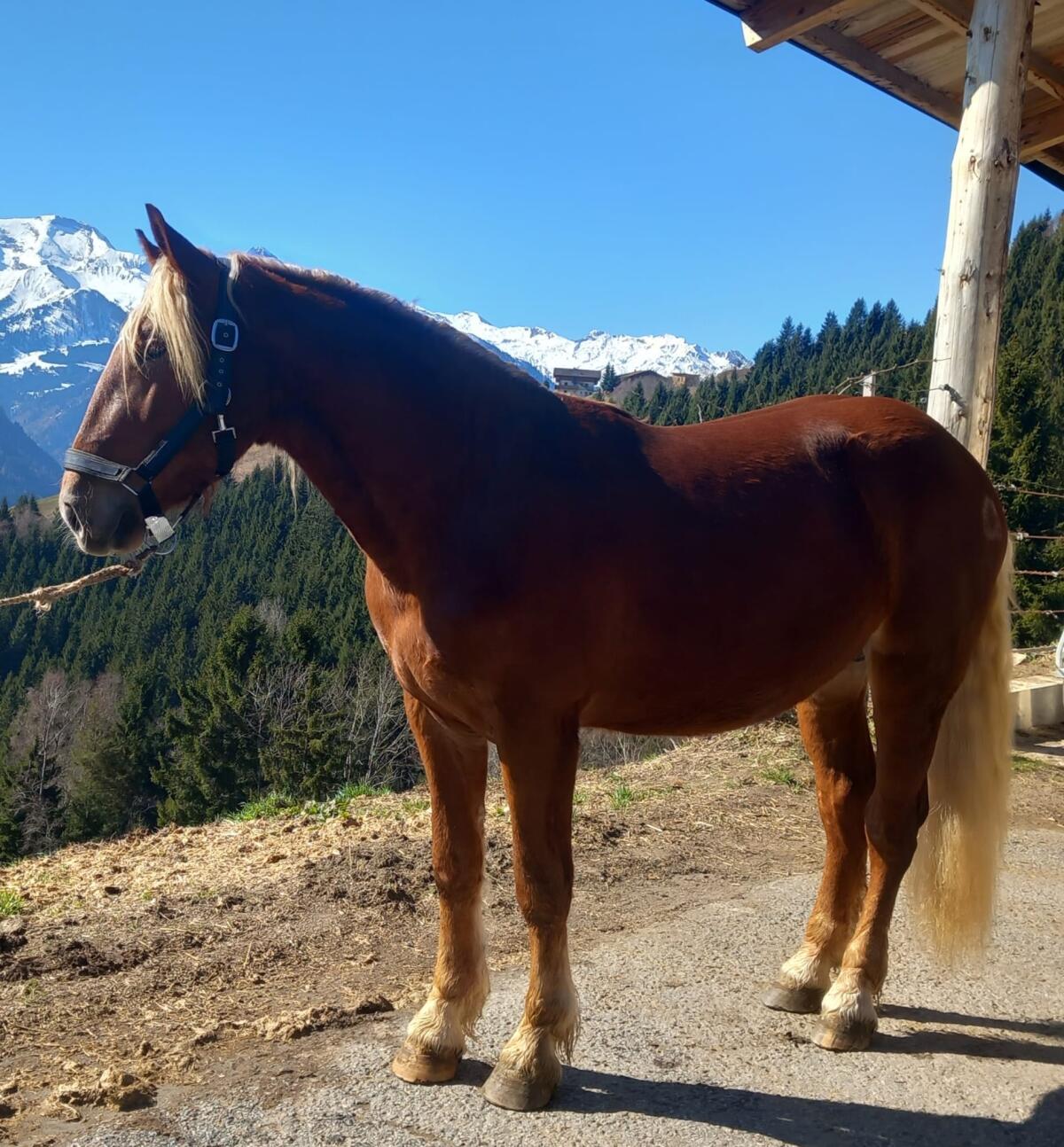 Noriker Fuchs Hengst 2