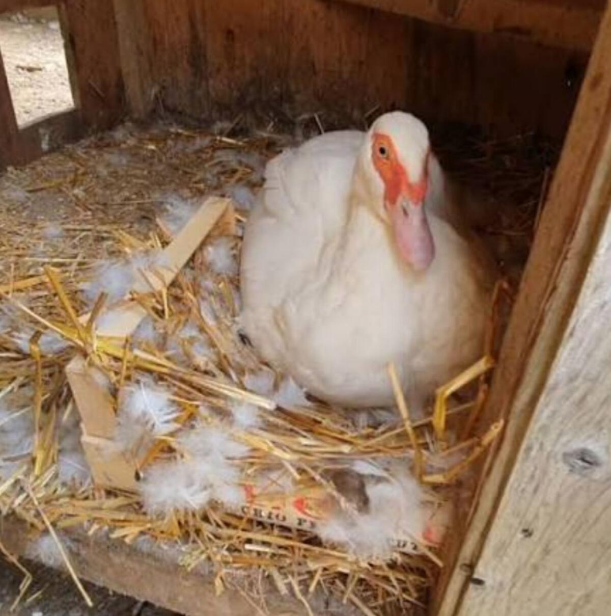 Bruteier von Warzenenten 2