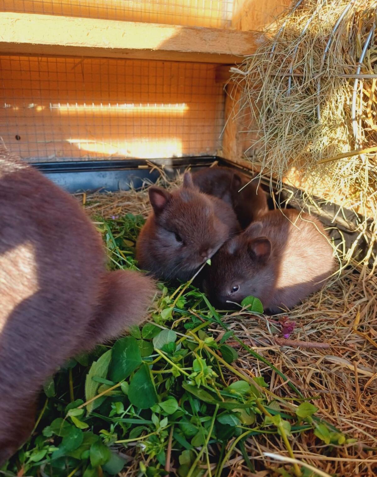 Farbenzwerg havanna 3