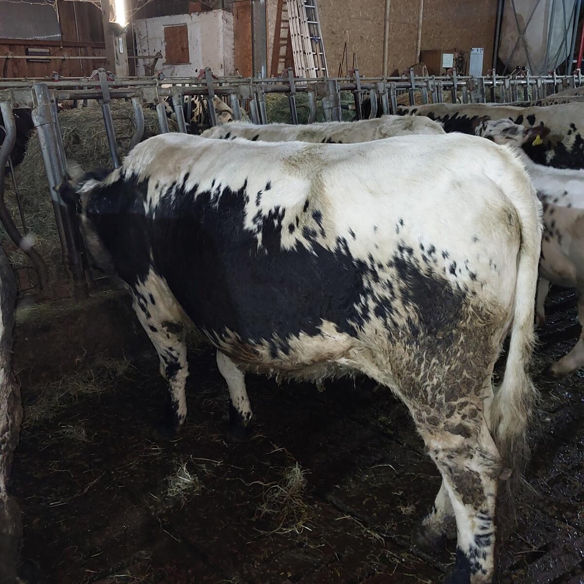 Kalbe Pustertaler Sprinzen Bio 3