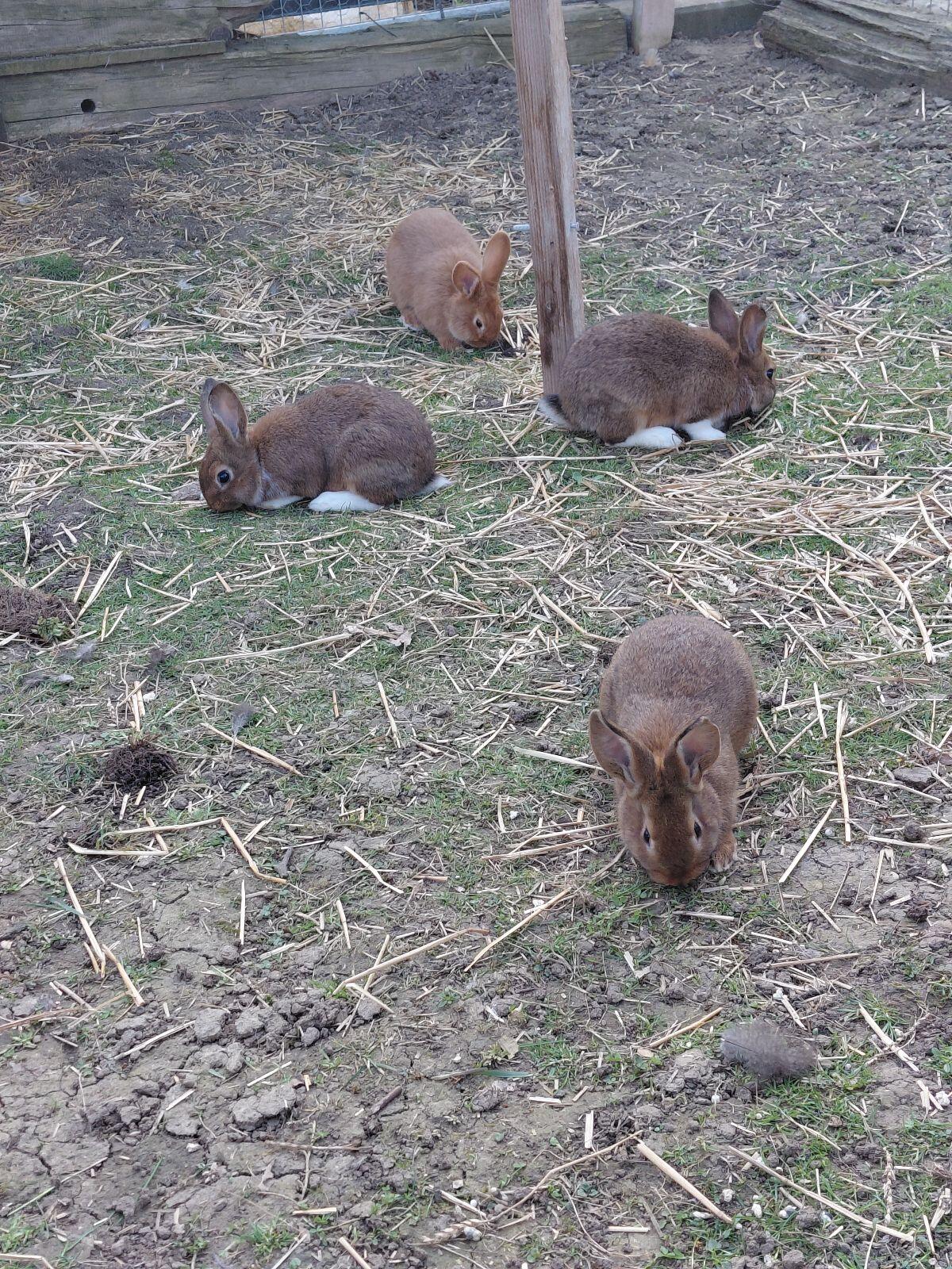 Süße Kaninchen 2