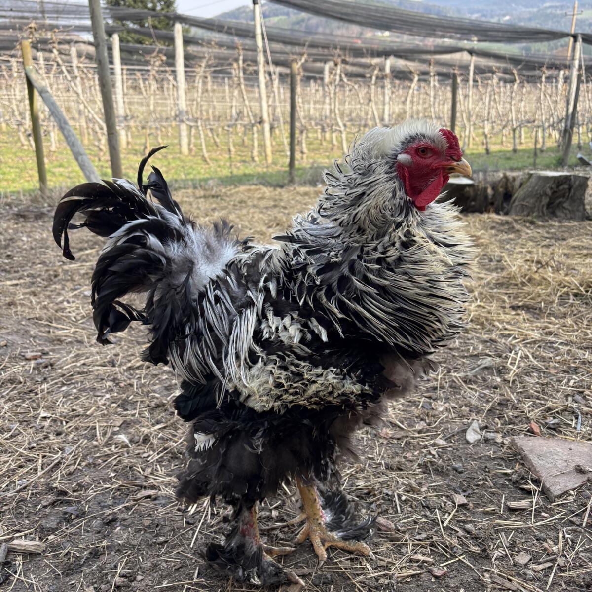 Locken Brahma Hahn 2