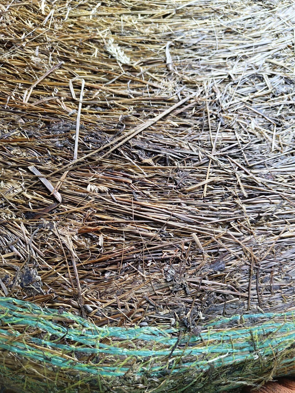 BIO Grassilage Ballen 2