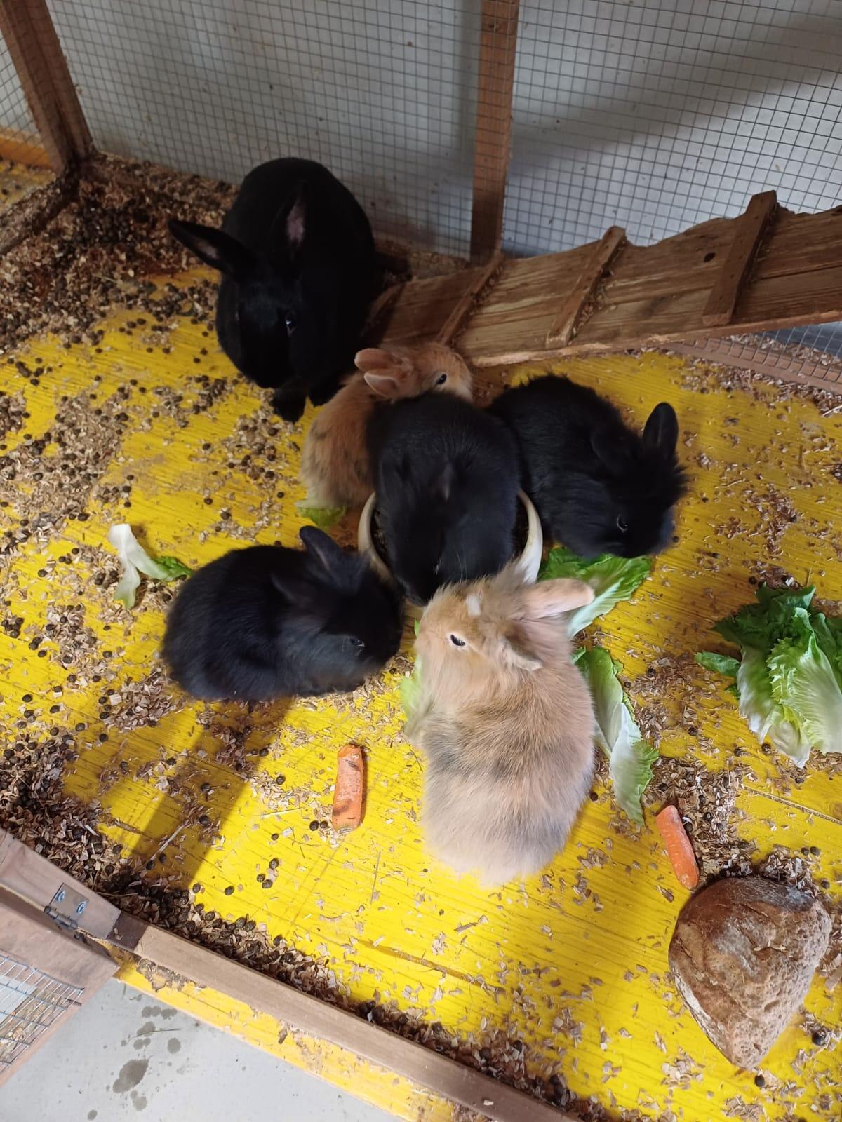 Zwergkaninchen 2