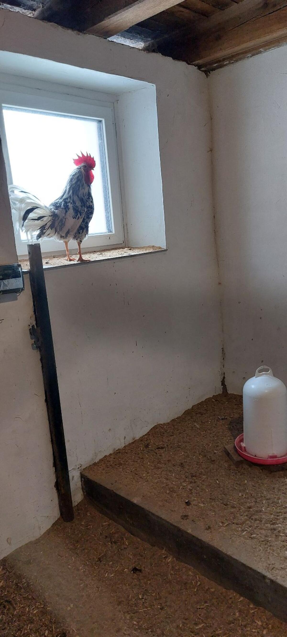 Bruteier Leghorn Exchequer 2