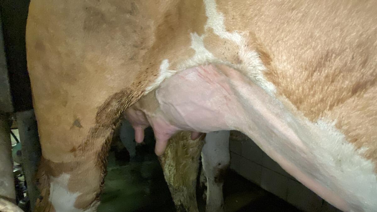Hornlose Erstlingskuh 3