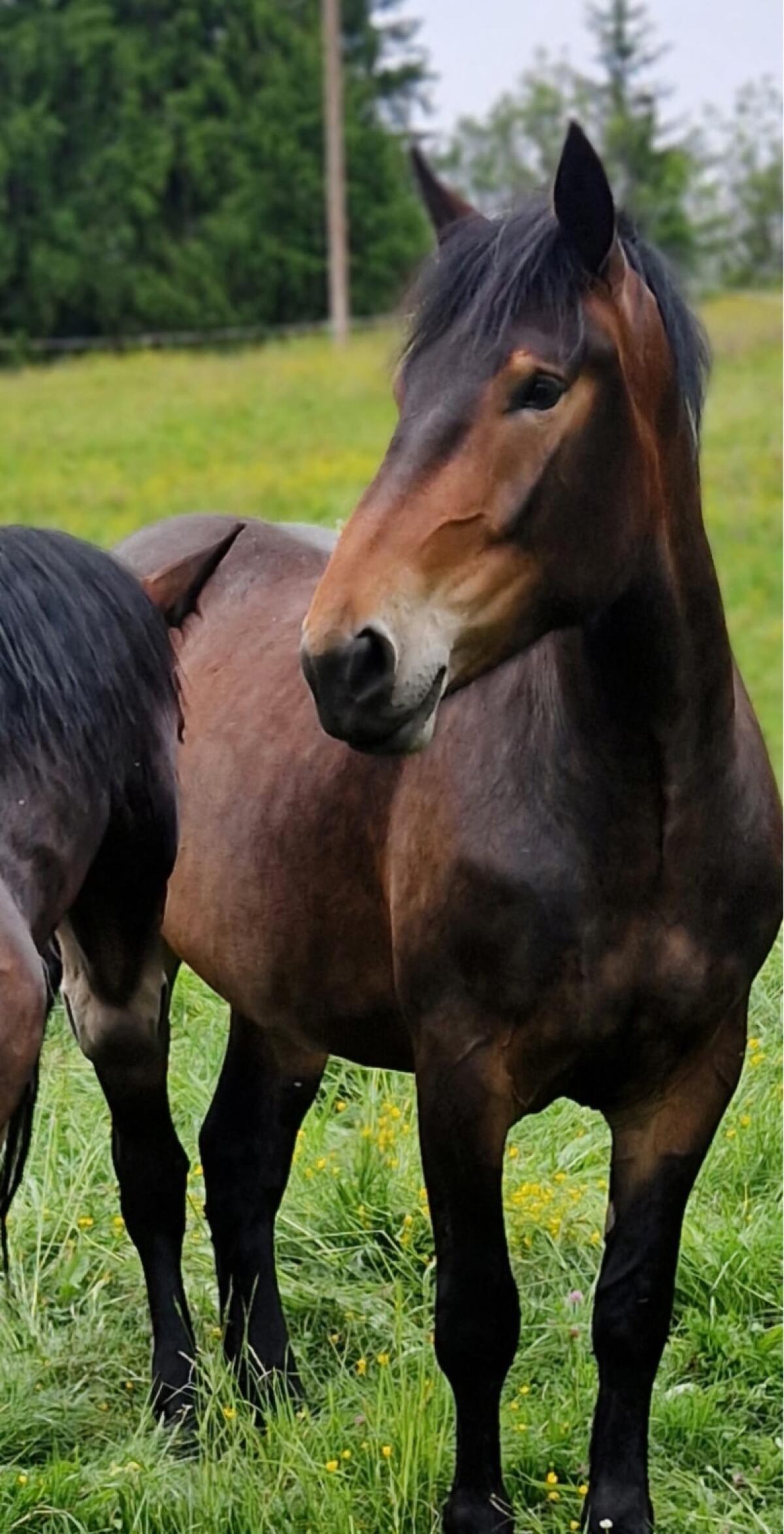 Braune Norikerstuten 2