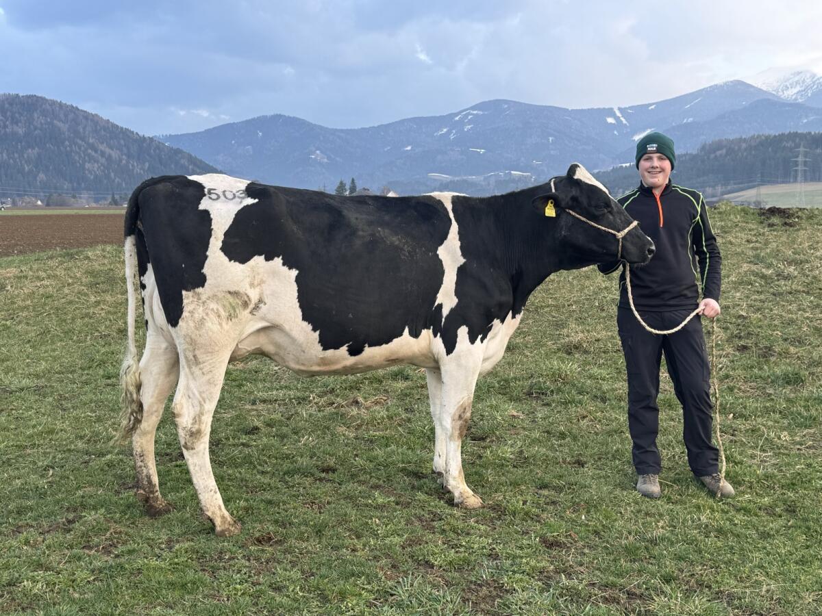 HF Jungkuh mit Schaupotential 3
